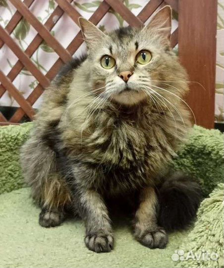 Сибирская домашняя кошка