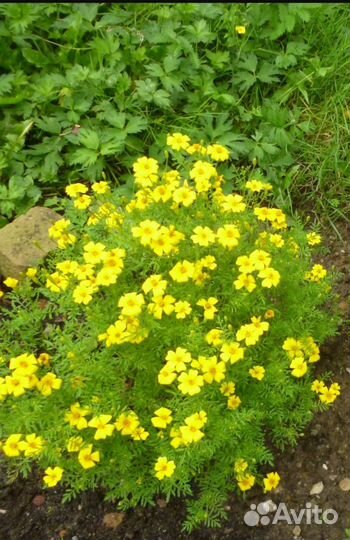 Бархатцы тонколистные семена