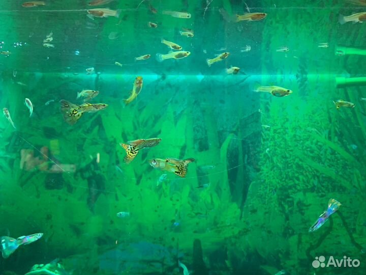 Рыбки гуппии