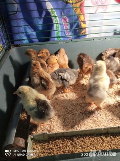 Курочка петушки Брама