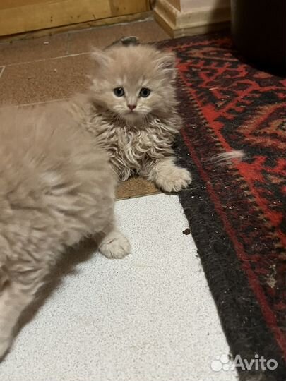 Персидская