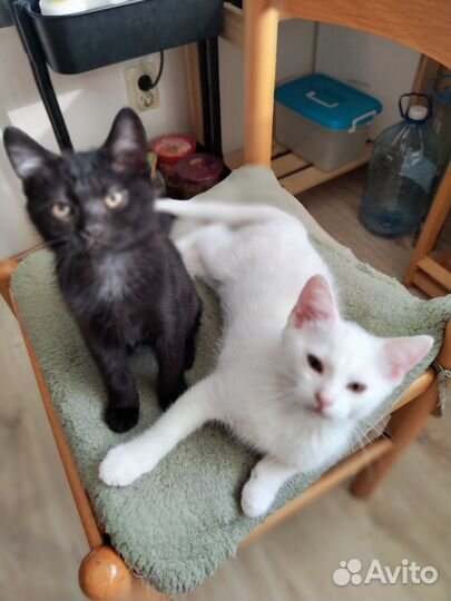 Котята отдам бесплатно