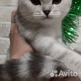 серебристый табби - Купить недорого кошку или котёнка 🐈 во всех регионах |  Цены на котов | Авито