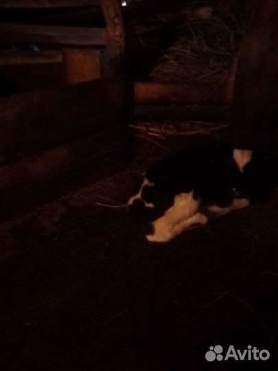 Продам телочку,корову стеленую,быка