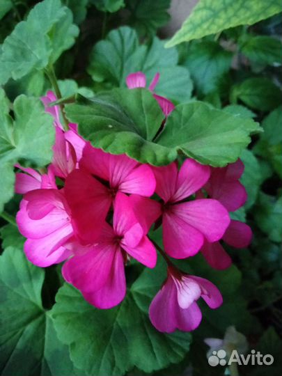 Пеларгония герань/Сортовые срезы