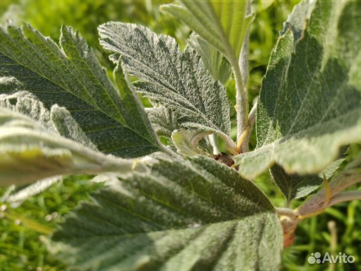 Sorbus Intermedia - Шведская рябина, 4 летний