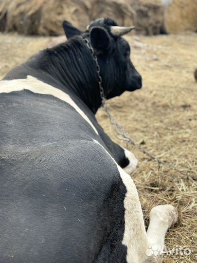 Продается бык