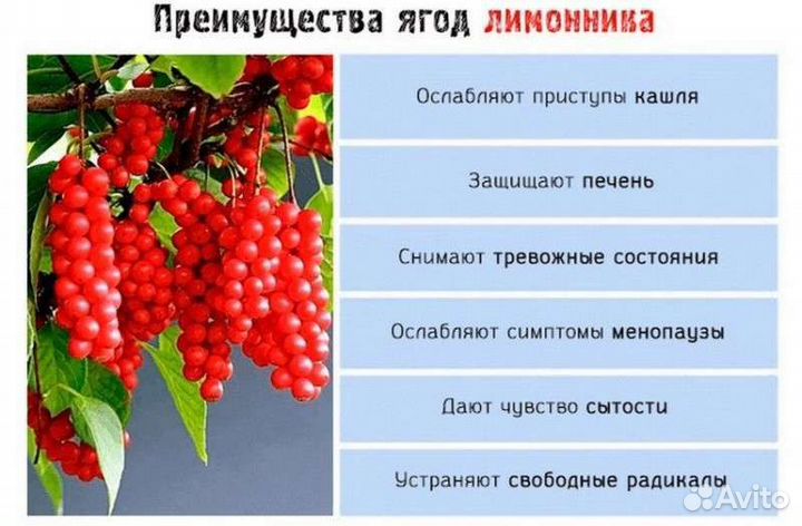 Лимонник китайский