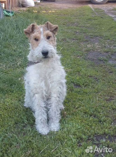 Фокстерьер жесткошерстный