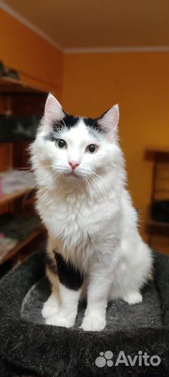 Альбус чемпион по мурлыканью