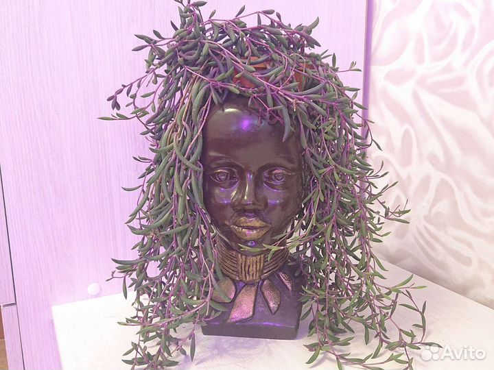 Оттона мясистая