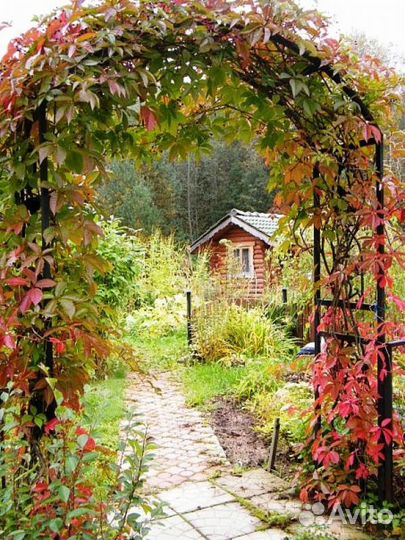 Декоративный виноград