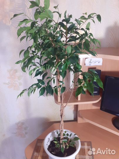 Фикусы и шефлера