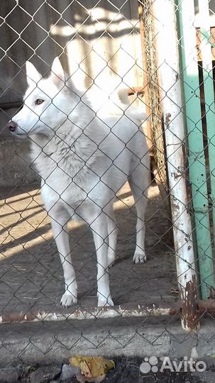 Вязка белая лайка