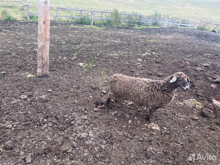 Гисарские бараны