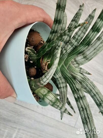 Сансевиерии сортовые Муншайн, Жаде, Уитни.и др