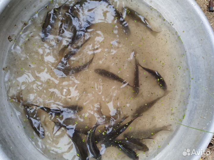 Живец карась