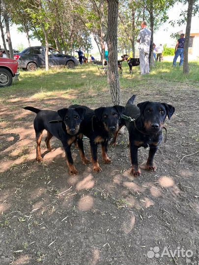 Кобель Ягдтерьер