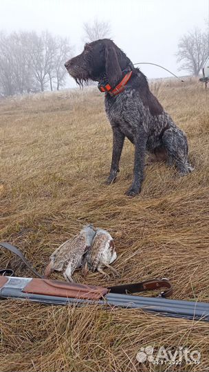 Щенки породы Дратхаар