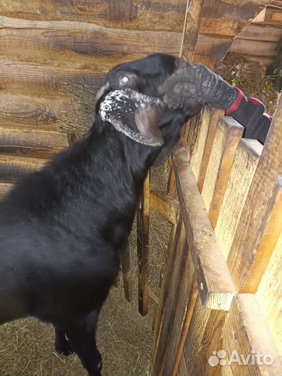 Нубийская порода козел вязка