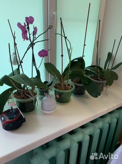 Фикусы монстера