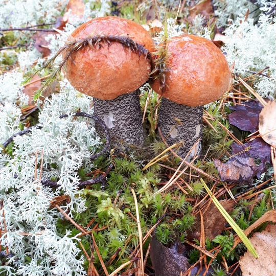 Участок 15 сот. (ИЖС)