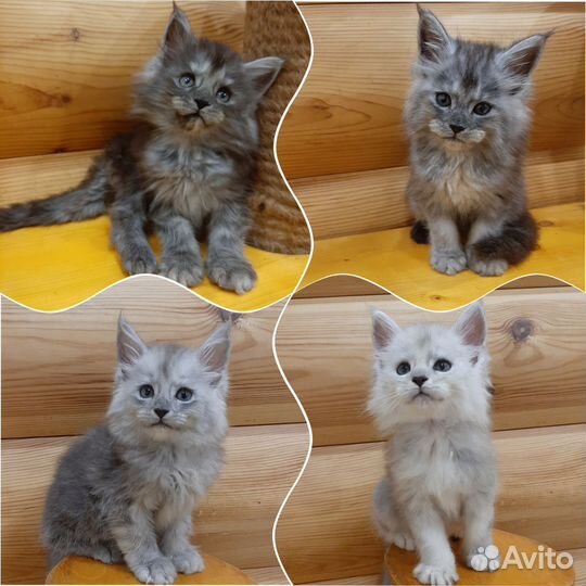 Шикарные котята мейн-кун серебро