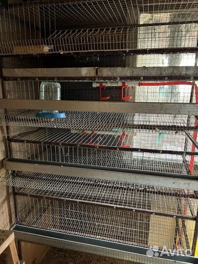 Клетки для перепелов бу