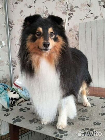 Стрижка, груминг собак и кошек