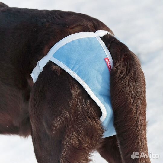 Трусы для собак многоразовые osso