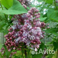 Сирень сортовая