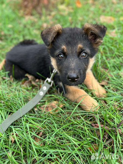 Щенки немецкой овчарки