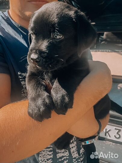 Щенки лабрадора