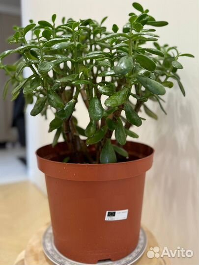 Crassula, Крассула, Денежное дерево