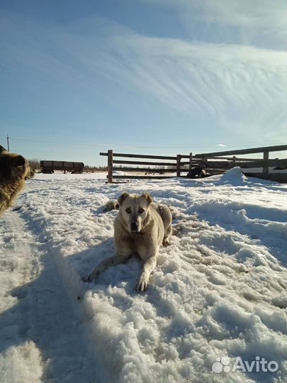 Алабай девочка ищет кобеля для вязки