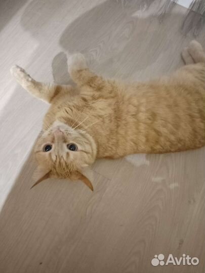 Кошка в дар бесплатно