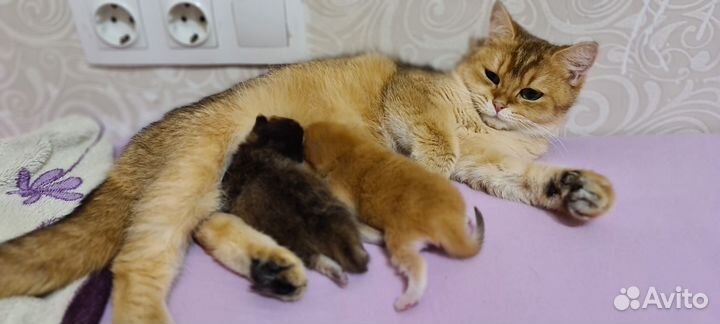 Котятки золотая шиншилла