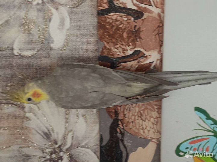 Корелла с клеткой