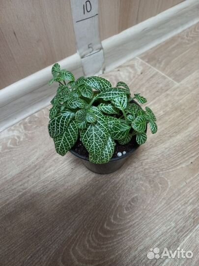 Комнатные растения распродажа