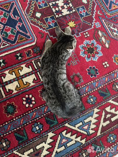 Отдам котенка в добрые руки