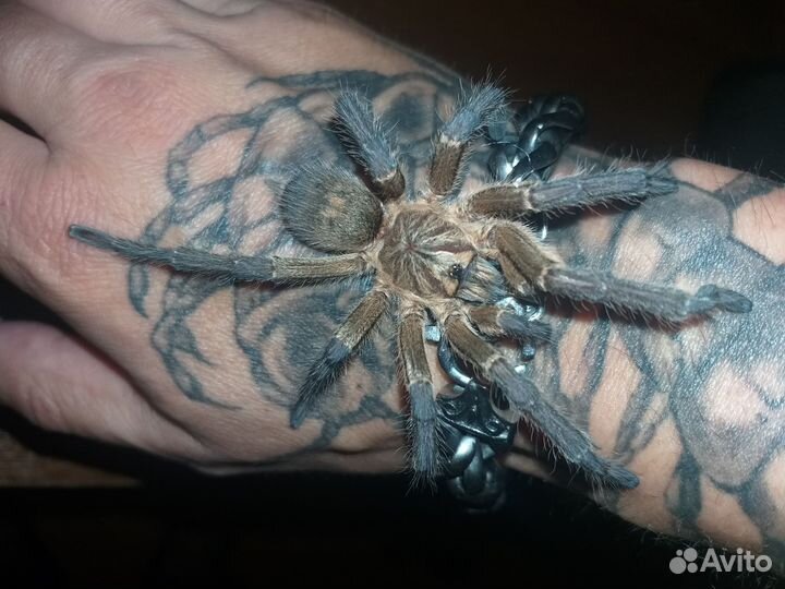 Паук птицеед Harpactira Pulchripes