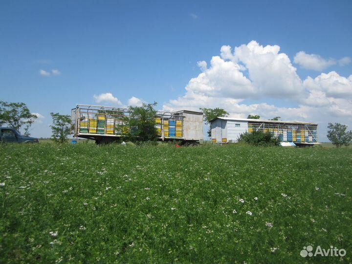 Мед. Сотовый мёд