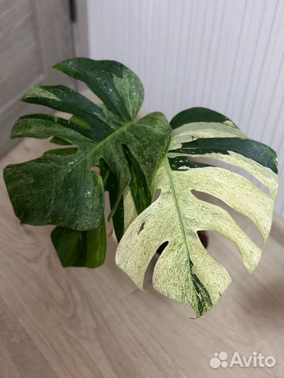 Монстера делициоза Минт