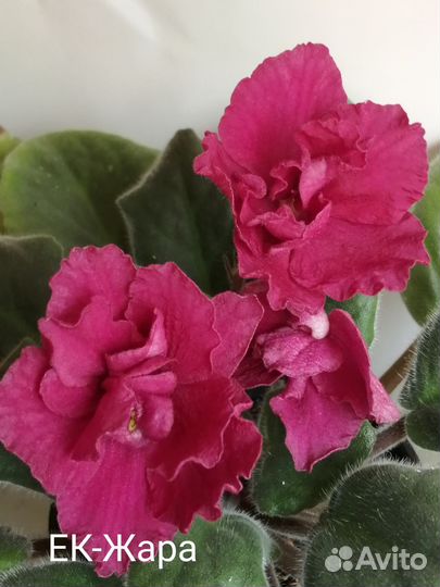 Черенки сортовых фиалок срез