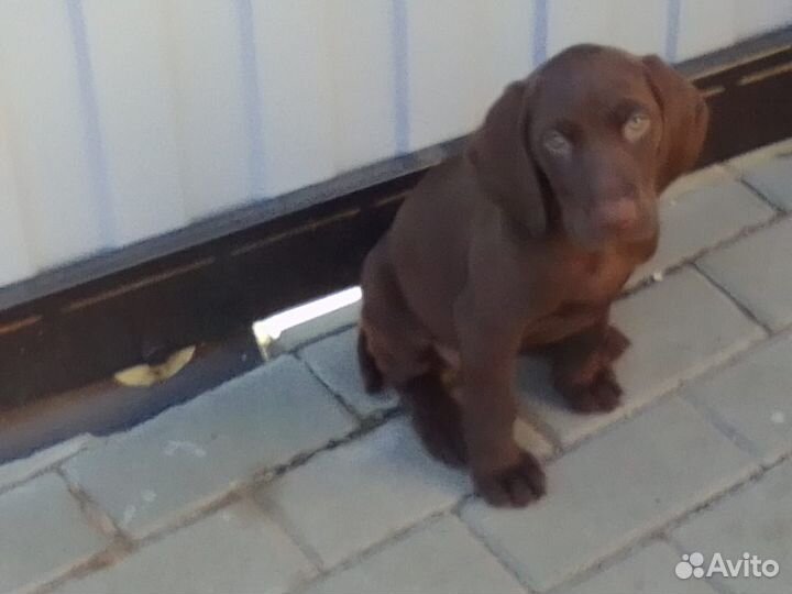 Щенки курцхаара