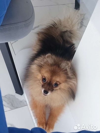 Померанский шпиц