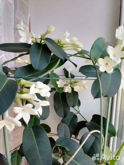 Стефанотис