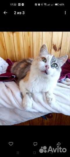 Кошка-ленивица