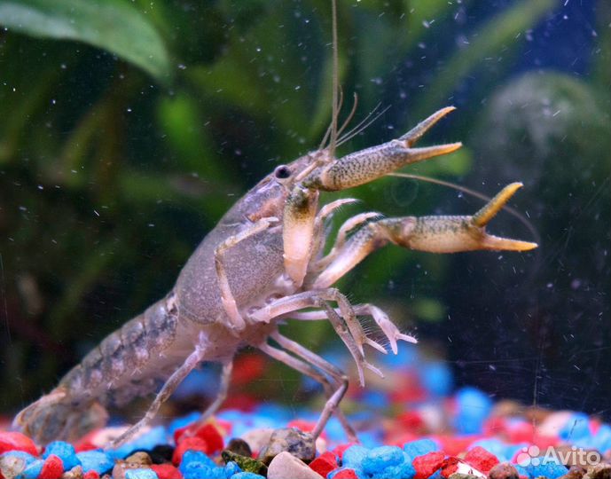 Аквариумные раки