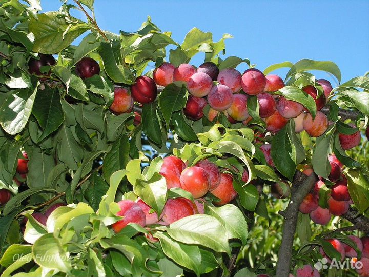 Слива Уссурийская (саженцы) неукрывная